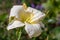 White daylily  flowe