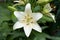 White daylily flower