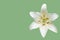 White daylily flower
