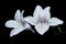 White daylily flowers