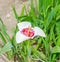 White daylily flowers, the genus Hemerocallis, green leaves