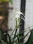 White Dazzle pure flower Hippeastrum Amaryllis Christmas Gift