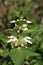 White Dead-nettle