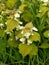 White dead nettle flowers