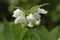 White Dead-nettle - Lamium album