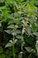 White dead nettle, Lamium album