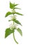 White dead-nettle (Lamium album)