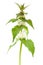 White dead-nettle (Lamium album)