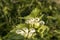 White Dead nettle - Lamium album. Flowers inside, showing the stamens