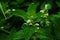 White dead-nettle ,Lamium album leaves and flowers. White deadnettle is an herbaceous perennial plant