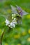 White Deadnettle on blurred background