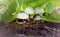 White Death cap mushrooms in nature closeups View