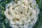White decorative cabbage on a warm autumn day as a background or backdrop