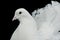 White decorative dove portrait