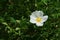 White decorative flower and evolving buds of Burnet Rose decorative plant, latin name Rosa Pimpellifolia, sunbathing in spring sun