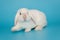 White decorative fold rabbit