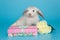 White decorative fold rabbit with a gift box and flowers