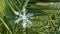 White decorative snowflake hangs on palm leaf at resort