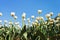 White decorative tulips on flower field