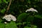 White decorative viburnum lantana close-up.