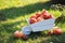 White decorative wooden cart full of orange pumpkins in the backyard surrounded by green nature in the garden