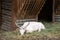White deer, albino doe resting in the zoo in an aviary. Dama dama