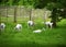 White Deer Herd