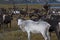 White deer in large herds.