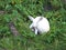 White deer laying down in a wooded area