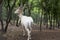 White deer in safari park of the city Gelendzhik, Krasnodar region, Russia