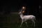 White Deer Stag in Nighttime Setting