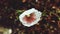 White delicate fragile poppy with dark brown unfocused floor