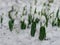 White and delicate snowdrop flower, in snow, early spring, selective focus