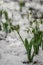 White and delicate snowdrop flower, in snow, early spring, selective focus