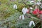 White delicate snowdrops on a background of gray moss