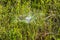 White delicate spider web on green grass