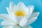 White delicate water lily flower on a blue background. Wild flower for the princess. Beauty and grace. Natural perfection