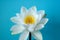 White delicate water lily flower on a blue background. Wild flower for the princess. Beauty and grace. Natural perfection