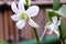 White Dendrobium Flowers