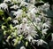 White Dendrobium Kingianum Orchid In Bloom