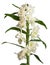White dendrobium nobile orchid flowers isolated on white