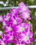 White dendrobium orchid.