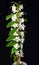 White Dendrobium orchid