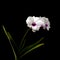 White Dendrobium orchid