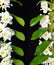 White Dendrobium orchid branches isolated