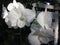 White Dendrobium orchid flowers.