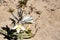 White desert or Ajo Lily Hesperocallis undulata , Sonora desert, Anza-Borrego State park in Southern California