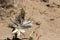 White desert or Ajo Lily Hesperocallis undulata , Sonora desert, Anza-Borrego State park in Southern California