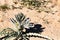 White desert or Ajo Lily Hesperocallis undulata , Sonora desert, Anza-Borrego State park in Southern California