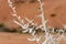 White desert flowers, white saxaul Haloxylon persicum or Ghada, blowing in the wind in the sand dunes of the United Arab